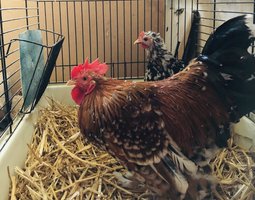 Oeufs poule naine surprise