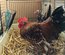 Oeufs poule naine surprise