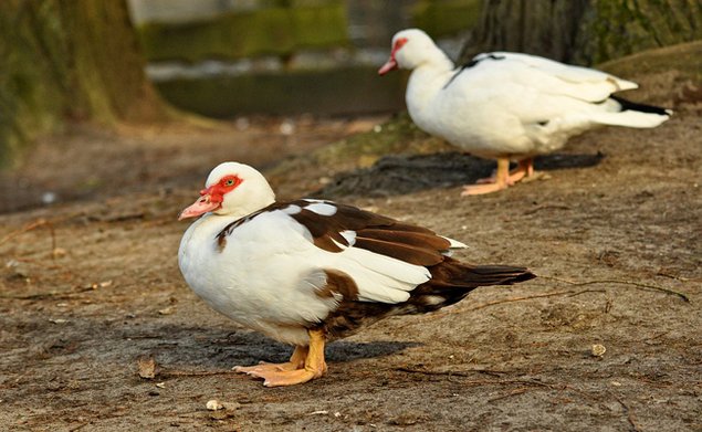 Œufs fécondés de canards de Barbarie élevage de passion
