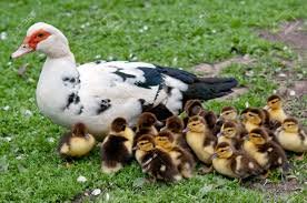 Œufs fécondés de canards de Barbarie élevage de passion