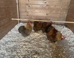 oeufs de poule pekin mixte