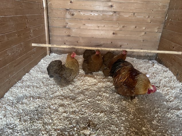 oeufs de poule pekin mixte