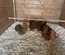 oeufs de poule pekin mixte