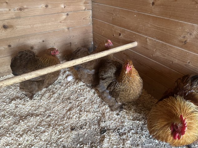 oeufs de poule pekin mixte