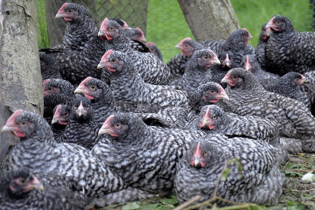 Oeufs fécondés de Coucou de Rennes