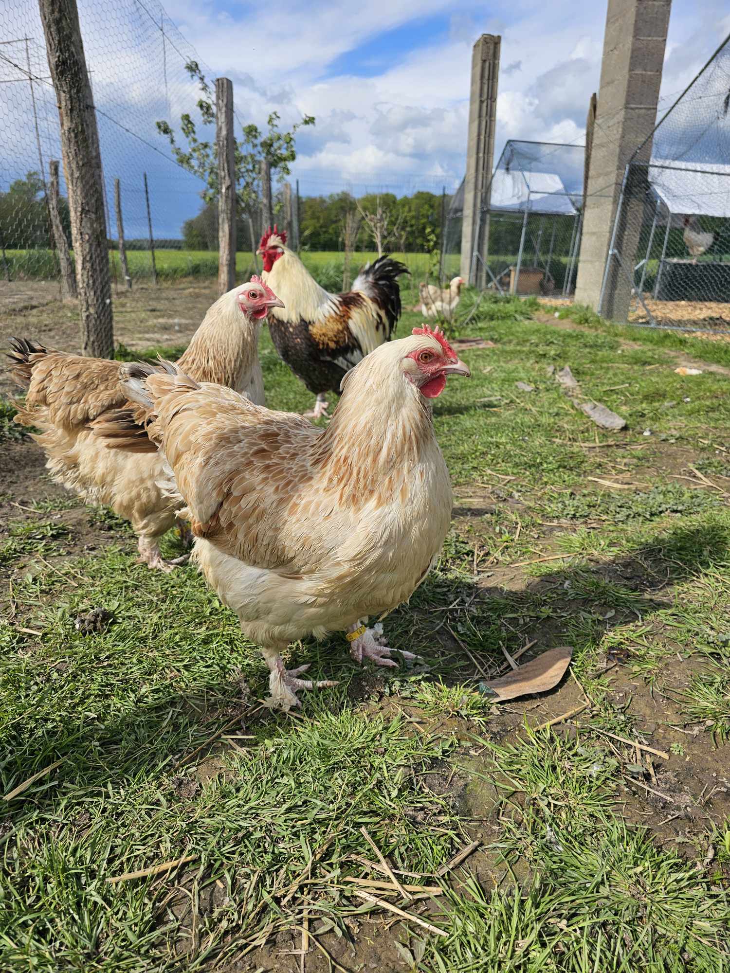 Meusienne saumoné grande race Tata cocottes - Coco-Eco