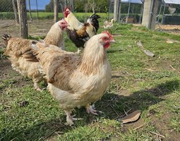 Meusienne saumoné grande race Tata cocottes