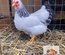🥚 ADD3C Wyandotte blanche Herminée ADD3C🥚