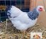 🥚 ADD3C Wyandotte blanche Herminée ADD3C🥚