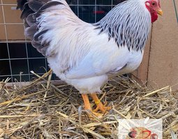 🥚 ADD3C Wyandotte blanche Herminée ADD3C🥚