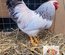 🥚 ADD3C Wyandotte blanche Herminée ADD3C🥚