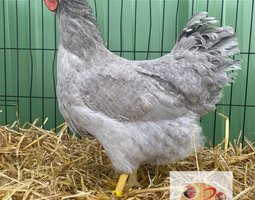 🥚 ADD3C Wyandotte Gris Perle ADD3C GR 🥚