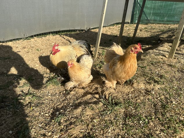 oeufs de poule pekin mixte