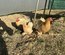 oeufs de poule pekin mixte