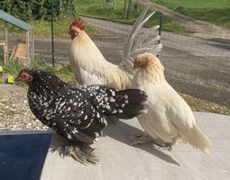 oeufs fécondés à couver poule naines sabelpoot