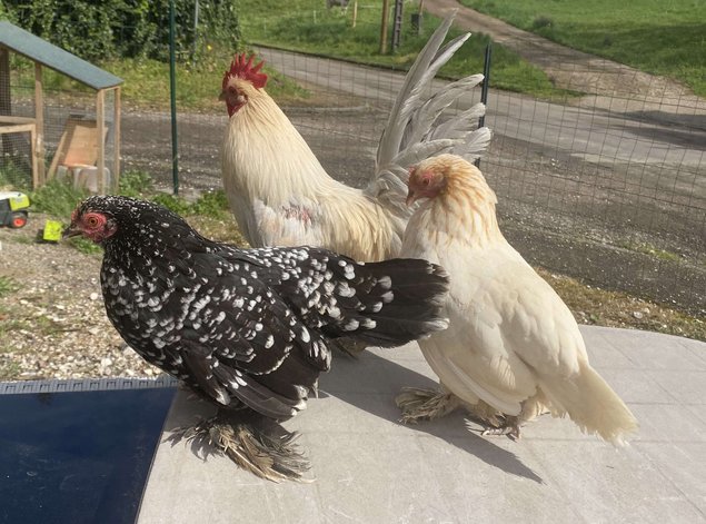 oeufs fécondés à couver poule naines sabelpoot
