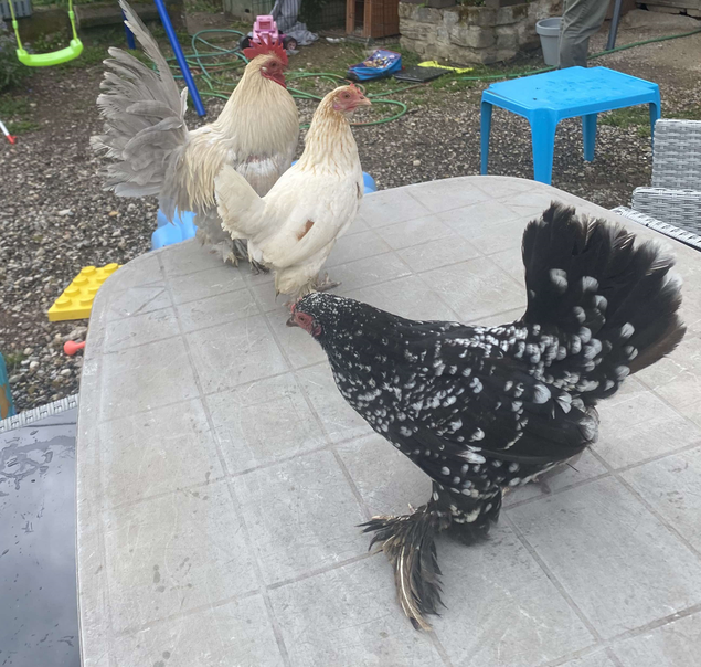 oeufs fécondés à couver poule naines sabelpoot
