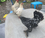 oeufs fécondés à couver poule naines sabelpoot