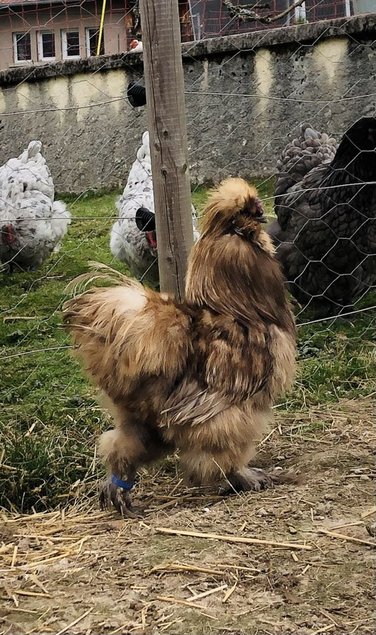 Oeufs poule naine surprise