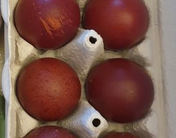 Oeufs de Marans NCC et BCC
