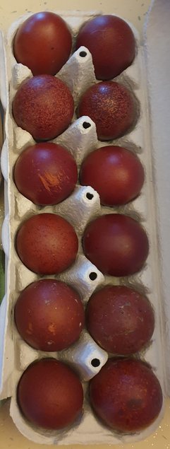 Oeufs de Marans NCC et BCC