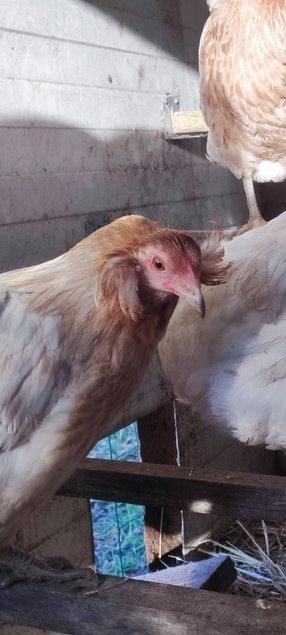 (LVDC) Araucana Doré et Doré Bleu