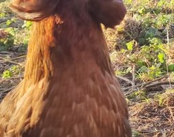 (LVDC) Araucana Doré et Doré Bleu