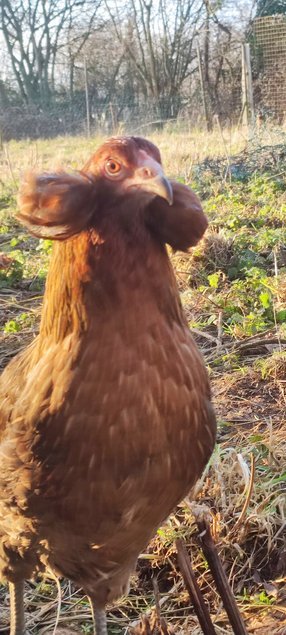 (LVDC) Lot de 6 Araucana Doré et Doré Bleu (5+1 Gratuit)