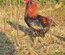 (LVDC) Araucana Doré et Doré Bleu