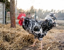 Poule de Gournay