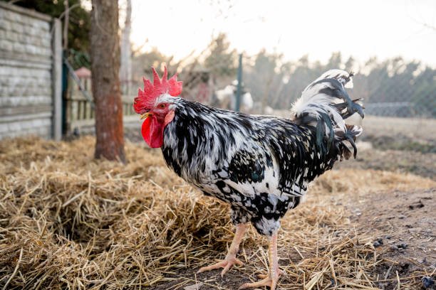 Poule de Gournay
