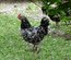 Poule de Gournay