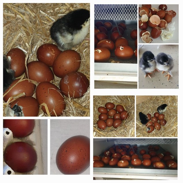 Oeufs de Marans NCC et BCC
