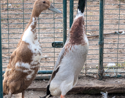 Oeufs canards coureurs indiens