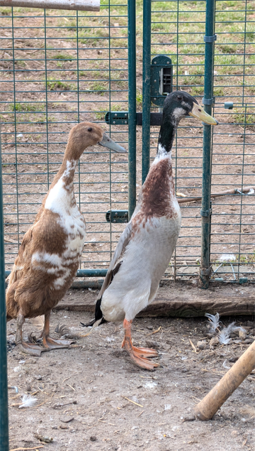 Oeufs canards coureurs indiens