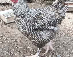 oeufs a couver de coqs et poules coucou de malines a tete de dindon