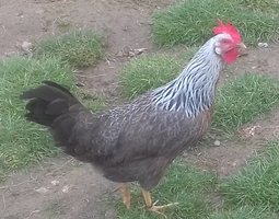 Lot de 24 œufs de LEGHORN / 12 argenté saumoné et 12 blanc