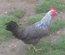 Lot de 24 œufs de LEGHORN / 12 argenté saumoné et 12 blanc
