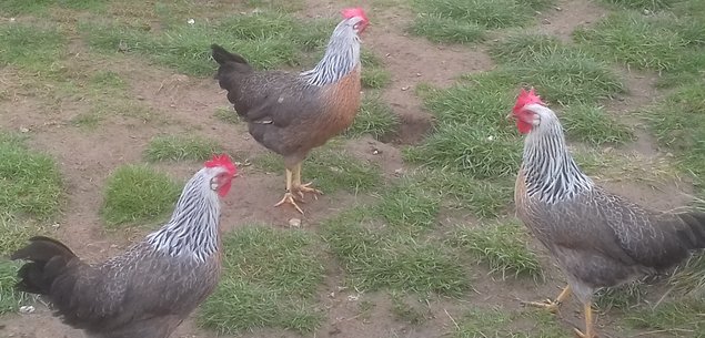 Lot de 24 œufs de LEGHORN / 12 argenté saumoné et 12 blanc