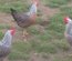 Lot de 24 œufs de LEGHORN / 12 argenté saumoné et 12 blanc