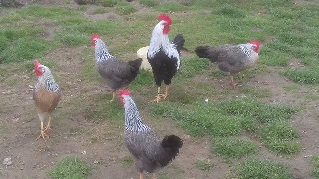 Lot de 24 œufs de LEGHORN / 12 argenté saumoné et 12 blanc