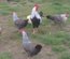Lot de 24 œufs de LEGHORN / 12 argenté saumoné et 12 blanc