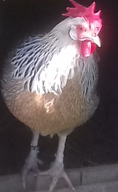 Lot de 24 œufs de LEGHORN / 12 argenté saumoné et 12 blanc