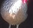 Lot de 24 œufs de LEGHORN / 12 argenté saumoné et 12 blanc