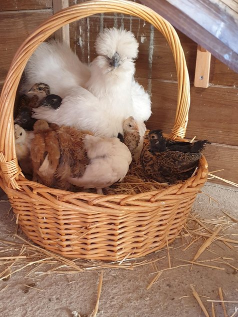 Œufs à couver poule soie blanche emballage Ovopack