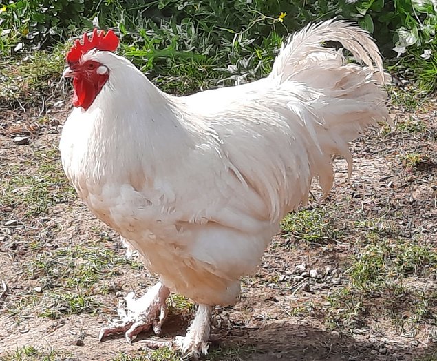 Lot de 24 oeufs de MALINES, coucou, noir, bleu et blanc en mélange