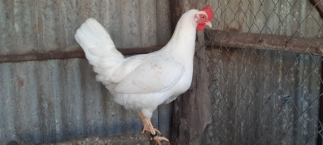 Lot de 24 œufs de LEGHORN / 12 argenté saumoné et 12 blanc