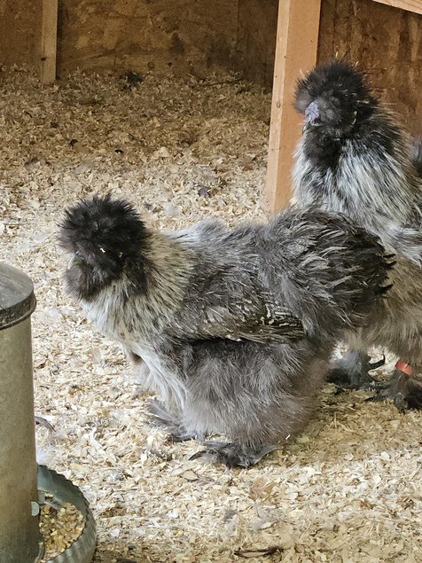 Œufs à couver poule soie couleur mixte - Emballage Ovopack