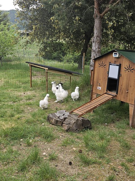 Œufs à couver poule soie blanche emballage Ovopack