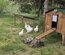 Œufs à couver poule soie blanche emballage Ovopack